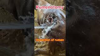 Impaction of rumen l Rumenotomy l Dr Umar Khan [upl. by Enuj]