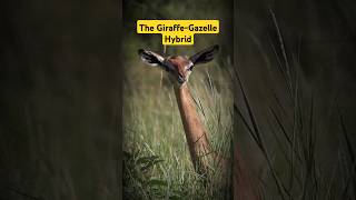 Gerenuk Antelope LongNecked Mammal factshorts shorts animals [upl. by Pack444]