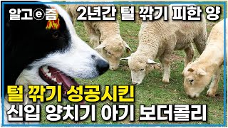 2년간 털 깎기를 요리조리 피했던 양의 털 깎기를 성공시킨 신입 양치기 개｜남해 양떼목장의 양들을 지키는 든든한 보더콜리들을 지켜보며 흐뭇한 아들과 어머니｜한국기행｜알고e즘 [upl. by Drogin]