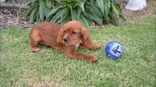 American Cockalier Puppy Jan 17 [upl. by Mitzi]