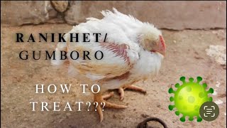 treatment of ranikhetgumboro dieses in birds  राणिकेतगंबोरो बिमरी का कारणलक्षण और उपाय [upl. by Ynnaej500]