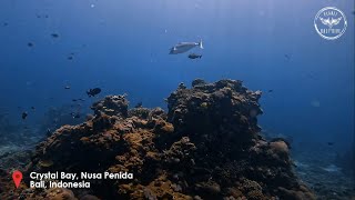 Dive at  Crystal Bay  Nusa Penida Bali [upl. by Athalia]