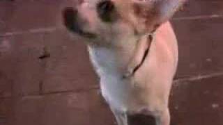 Dog Breeds Chihuahua [upl. by Hazmah]