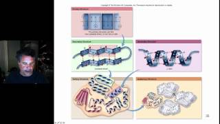 Cinelecture 17  Protein Structure continued [upl. by Edlitam]