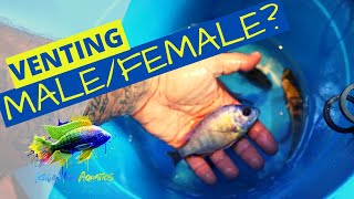 Venting African Cichlids  Most accurate way to determine Fish Male and Female Difference [upl. by Enortna145]