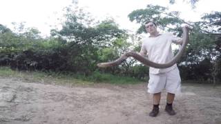 Mozambique Spitting Cobra [upl. by Sulihpoeht469]