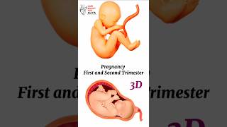 Pregnancy  First and Second Trimester  animation 3d short  BiologywithAliya [upl. by Uahc]