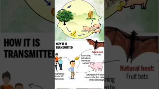 nipahvirus nipah kerala india virus medical karnataka keralanews homoeoken [upl. by Ricketts]