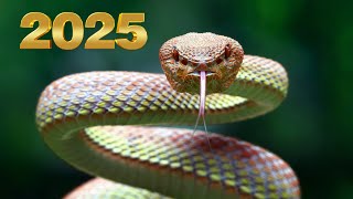 2025 Year of the Snake in the Chinese Zodiac [upl. by Akahs]