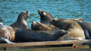 Bickering California Sea Lions in Whytecliff Park  4K [upl. by Ariday]