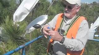 NC State Cooperative Tree Improvement ProgramLoblolly Pine Control Pollination [upl. by Gesner]