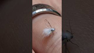 Worlds Smallest Insect The Fairyfly facts shorts [upl. by Laurinda136]