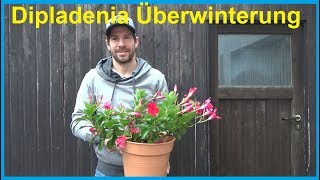 Dipladenia Mandevilla Überwinterung Dipladenia überwintern nicht winterhart frost Winter [upl. by Matilda]