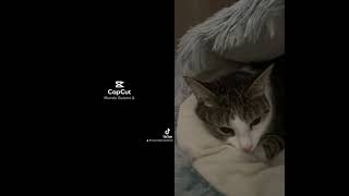 DE TODO MENTERO GATOS GRACIOSOS Y ADORABLES shorts shortvideo cats [upl. by Saba]