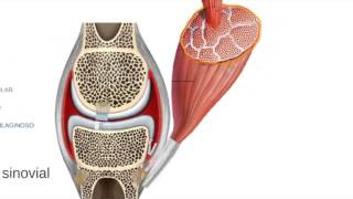 Histología Articulación sinovial e Inserción muscular [upl. by Thekla]