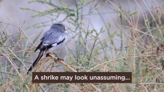 Bird of the Day Shrikes  The Predatory Songbirds [upl. by Messing402]