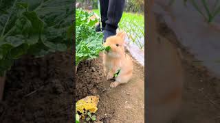 Lets walk the rabbit in the vegetable garden Cute pet debut plan Rabbit rural cute pet [upl. by Allesig74]