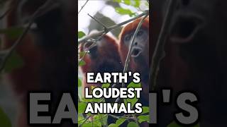 The Loudest Animals Recorded [upl. by Aihseuqal]