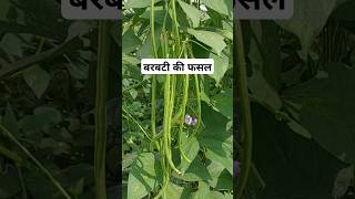 बरबटी की फसल l Cowpea Farming l Lobia l [upl. by Inna]