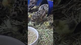 Button quail with chicks buttonquail birds youtube pets [upl. by Drofnil]