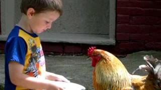 Little boy and rooster sharing breakfastso cute [upl. by Hum]