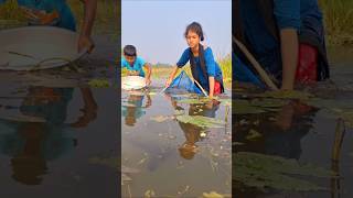 Village Girl Catching Deshi Fish by traditional ucha net in Beel water uchanetfishing catchfish [upl. by Ennayllek458]