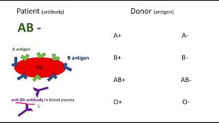 AB Negative Blood Type Donating and Receiving [upl. by Naujet942]