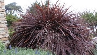 Cordyline Festival GrassJurred Red Fountain Grass [upl. by Gena]