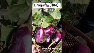 Brinjal🍆बैंगन farming baigan baigankikheti baigankachokha baiganmasala brinjalfarming kheti [upl. by Brott]