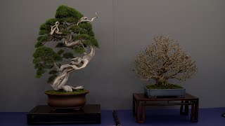 UBE Bonsai exhibition [upl. by Yule]