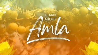 Learn about Amla  Pukka Herbs [upl. by Andree288]