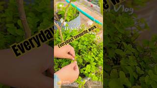 harvest vlog🪴 nature relaxing foryou rooftopgarden harvest india bangladesh views [upl. by Meyers]