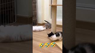 Funny Cat Compilation 😂  Pet Lover [upl. by Aurelie754]