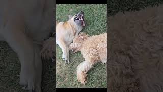 Mouthy Dogs dogsplaying goldendoodle [upl. by Phillips]