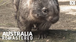 Dont get between a wombat and its lunch  Australia Remastered [upl. by Alva]