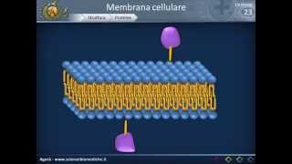 Membrana cellulare  Struttura [upl. by Adnalra]