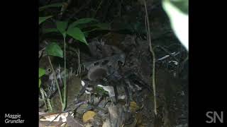 Watch what happens when a tarantula encounters a baby opossum  Science News [upl. by Griffin]