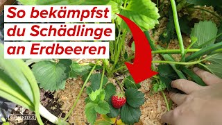 Schädlinge an Erdbeeren bekämpfen und vorbeugen Blattläuse Spinnmilben amp Weiße Fliege [upl. by Sherar]