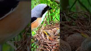 The insane Mother bird feeding baby life in nests bird lifecharmingbird nestShorts  BirdNesting [upl. by Koch158]