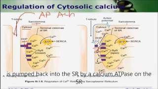 Regulation of cytosolic calcium [upl. by Enilrad]