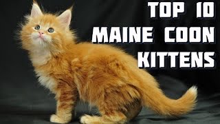 Top 10 Maine Coon Kittens  Vote for the best Maine Coon Kitten [upl. by Topper]