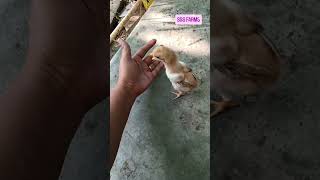 farmers roasters andhrapradesh krishnadistrict vijayawada farms wildlife quality chicks [upl. by Nylrem]