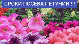 СЕЕМ ПЕТУНИЮ БЕЗ ЗАМОРОЧЕК  ДВА СПОСОБА ПОСЕВА ПЕТУНИИ семенами на рассаду [upl. by Laveen]