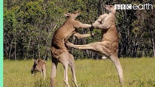 Greatest Fights In The Animal Kingdom Part 1  BBC Earth [upl. by Iover]