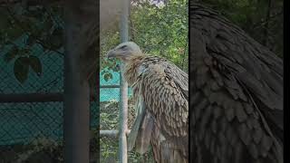 Lucknow Zooyoutube feeling love nature travelvideo youtuber injoy zoo adventure [upl. by Milah]