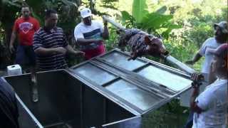 Roasting a Pork in Puerto Rico  Lechón Asado en Caja China [upl. by Nayllij]