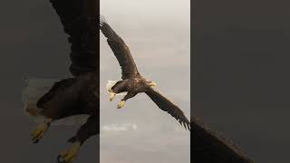 White tailed Eagles Diving shorts wildlife canonr7 [upl. by Lahcsap]