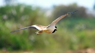 Canon 700D  55250mm lens Birds Flying Photography Wildlife [upl. by Algernon]