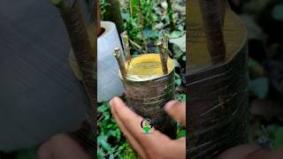 Plant grafting techniques and their care viral videos [upl. by Eilojne287]