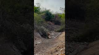 junagadh lion gri of forest sasan gir gujarat video live 🦁 Lion lion love❤ you lion Gujarat [upl. by Villiers]